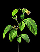 Deadly nightshade (Atropa belladonna)