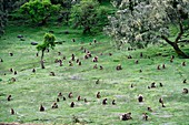 A group of grazing Gelada baboons