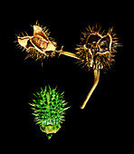 Thorn apple (Datura stramonium)