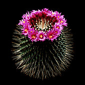 Mammillaria spinosissima in flower