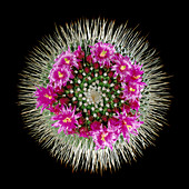 Mammillaria spinosissima in flower