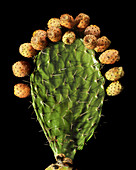 Prickly pear (Opuntia ficus-indica)