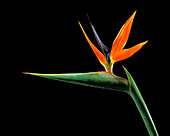 Bird of paradise (Strelitzia reginae)