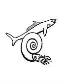 Devonian shark and ammonoid,illustration