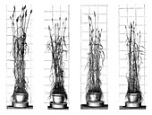 Plant growth experiments,19th century