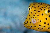 A young boxfish
