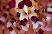 Commensal shrimp on sea urchin