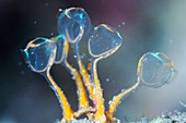 Translucent sea squirts