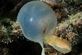 Baby cuttlefish hatching from egg