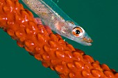Goby on its whip coral host