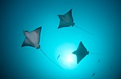 A group of spotted eagle rays