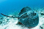 Marble ray swimming over seabed