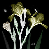 Irises and insects,coloured X-ray