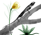Bearded dragon and flower,coloured X-ray