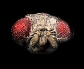 Fruit fly head,illustration