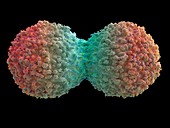 Cancer cell dividing,illustration