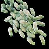 Drug-resistant Enterobacteria bacteria