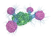 Immune response to cancer,illustration