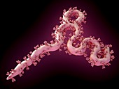 Ebola virus particle,illustration