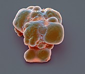 Pluripotent stem cells,SEM