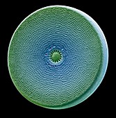 Diatom,SEM