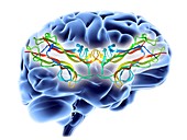Brain-derived neurotrophic factor