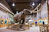 Mammoth exhibit