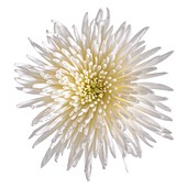 White chrysanthemum flower