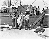 Unloading pony in Antarctica,1911