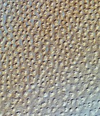 Star dunes,satellite image