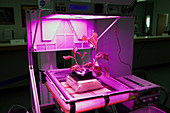 Astronaut Vegetable Production System