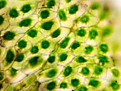 Hornwort thallus cells,light micrograph