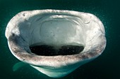 Whale shark feeding