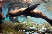 California sea lion in shallow water
