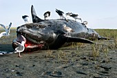 Dead grey whale calf on beach