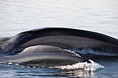 Fin whale feeding