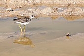 Lesser Yellowlegs (Tringa flavipes)