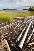 Trees on the shores of Lake Athabasca