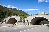 Wildlife crossing icefield parkway