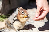 Chipmunk in the Canadian Rockies