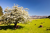 Hawthorn tree in blossom
