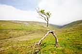 Bent Hawthorn tree at High Cup Nick,UK