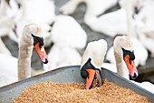 Wild Mute Swans pinching grain