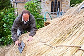 Barn being rethatched in Dorset