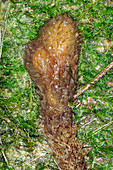 Rhizome of a scandent fern,Ecuador