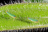 Two leafhoppers on a hairy leaf,Ecuador