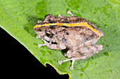 Orange-groined Rain Frog,Ecuador