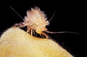 Hedgehog amphipod