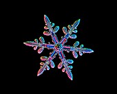 Snowflake,light micrograph