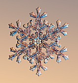 Snowflake,light micrograph